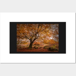 Beech Tree in Autumn Posters and Art